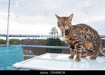 Schöne braun gefleckte tabby bengal Katze auf dem Tisch stehend Balkon vor dem Sicherheitsnetz mit Blick auf die Kamera Stockfoto