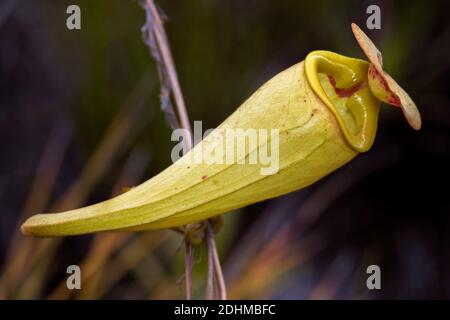 Gut entwickelter Krug der Krug-Pflanze (Nephentes madagascariences) in Feuchtgebieten in der Nähe von Palmarium Resort, östlichen Madagaskar. Stockfoto