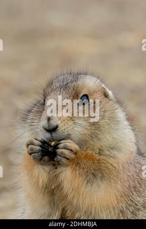 Black-tailed Prairie Dog, Cynomys ludovicianus, in einer großen Kolonie im Theodore Roosevelt National Park in der Nähe von Medora, North Dakota, USA Stockfoto