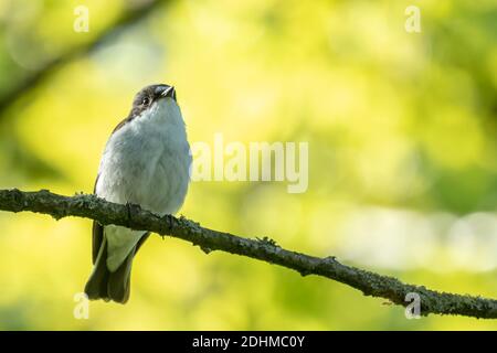 Nahaufnahme eines europäischen Vogels, Ficedula hypoleuca, auf einem Ast sitzend, in einem grünen Wald während der Springtime Brutzeit singen. Stockfoto