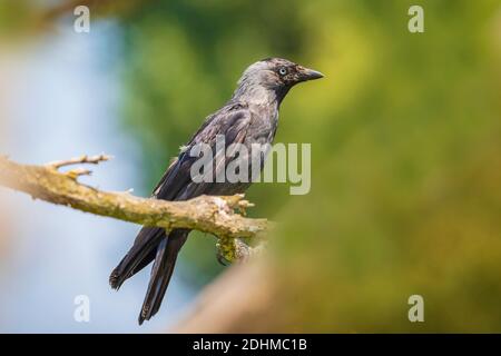 Nahaufnahme Porträt eines Westlichen Jackdaw Vogels Coloeus Monedula, der an einem sonnigen Tag in einem Baum auf der Nahrungssuche thront Stockfoto