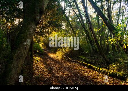 Fall Sonnenuntergang entlang Wanderweg im Pazifischen Nordwesten Stockfoto