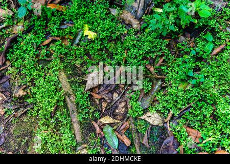 Spikemoss (Selaginella sp.) wächst auf dem Waldboden des Bwindi Impenetrable Forest, Uganda. Stockfoto