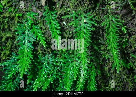 Spikemoss (Selaginella sp.) wächst auf einem Baumstamm im Regenwald Ecuadors in der Nähe von La Selva Junglelodge und Lake Garzacocha. Stockfoto