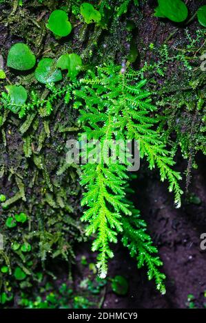 Spikemoss (Selaginella sp.) wächst auf einem Baumstamm im Regenwald Ecuadors in der Nähe von La Selva Junglelodge und Lake Garzacocha. Stockfoto