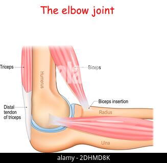 Anatomie eines Ellenbogengelenks. Teile des Armes. Knochen (Humerus, Radius, Ulna) Muskel (Trizeps, Bizeps) und distale Sehne des Trizeps. Stock Vektor