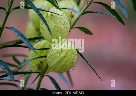 'Hairy balls' (Gomphocarpus physocarpus) aus Zimanga, Südafrika. Stockfoto