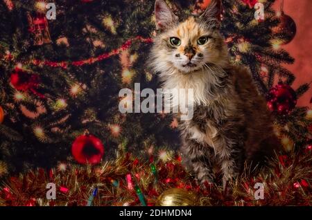 Lily, eine langhaarige Schildpatt-Katze, posiert für ein Weihnachtsporträt am 17. Januar 2017 in CODEN, Alabama. Stockfoto