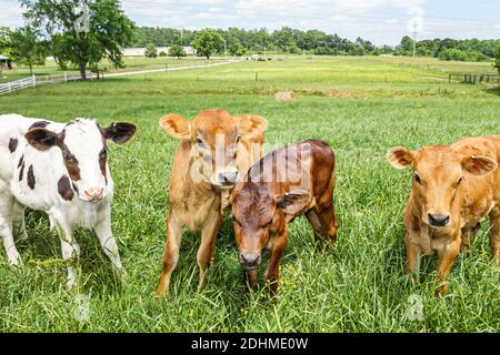 Alabama Alexandria Wright Milchviehbetrieb Kälber Kühe Weide, Großhandel Käseherstellung, Stockfoto