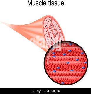 Skelettmuskulatur. Gewebe und Ballaststoffe. Teil des Bizeps und Nahaufnahme der Muskelfasern. Vektorgrafik für biologische, medizinische, wissenschaftliche Verwendung Stock Vektor