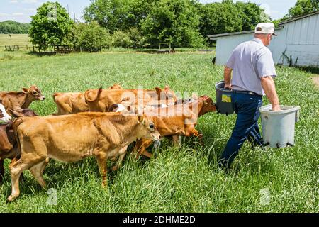 Alabama Alexandria Wright Milchviehbetrieb Kälber Kühe Weide, Großhandel Käse Produzent Landwirt Fütterung, Stockfoto