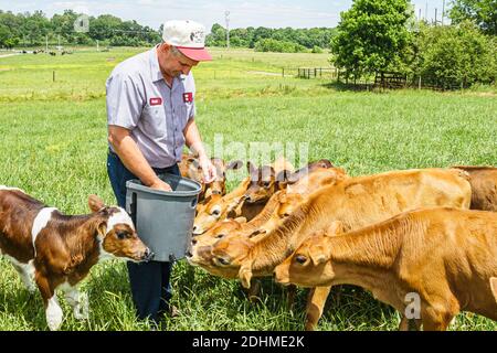 Alabama Alexandria Wright Milchviehbetrieb Kälber Kühe Weide, Großhandel Käse Produzent Landwirt Fütterung, Stockfoto