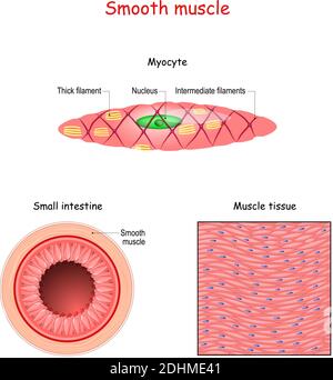 Struktur der glatten Muskelfasern. Anatomie der Myocyte. Hintergrund des glatten Muskelgewebes. Vektorgrafiken Stock Vektor