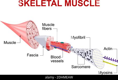 Jede Skelettmuskelfaser hat viele Bündel von Myofilamenten. Jedes Bündel wird als Myofibril bezeichnet. Das ist es, was dem Muskel sein geristtes Aussehen verleiht. Stock Vektor