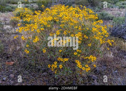 Brüchiger Busch (Encelina farinosa) aus dem Picacho Peak State Park (Arizona, USA) im März 2020. Stockfoto