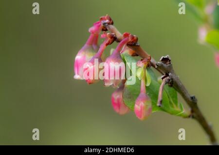 Blüten von Moor-Heidelbeere (Vaccinium uliginosum) aus Hidra, südwestwärts Norwegen im Mai. Stockfoto