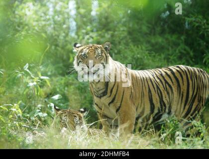 Tigerpaar im Dschungel, wachsamer Tiger steht und in die Kamera schaut Stockfoto