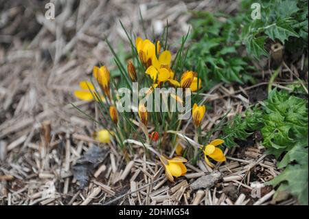 Goldener Krokus (Crocus chrysanthus) Fuscotinctus blüht in einem Garten in Fabruary Stockfoto
