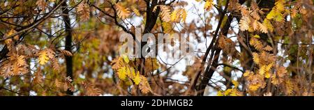 (Selektiver Fokus) atemberaubende Aussicht auf einige Eichen während der Herbstsaison in Italien. Stockfoto