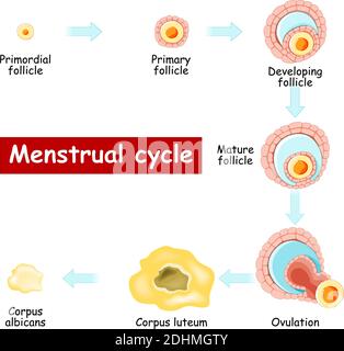 Menstruationszyklus. Veränderungen im Eierstock: Vom sich entwickelnden Follikel zum Eisprung und Corpus luteum. Biologiediagramm. vektordiagramm. Reifung eines Follikels Stock Vektor