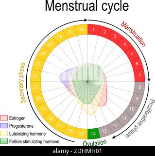 Menstruationszyklus und Hormonspiegel. Ovarieller Zyklus: Follikuläre und luteale Phase. Blutungszeit und Eisprung. Kreisdiagramm. Vektordiagramm Stock Vektor