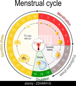 Menstruationszyklus-Diagramm. Erhöhen und verringern der Hormone. Die Grafik zeigt auch das Wachstum des Follikels. Die Fluktuation der Hormone Stock Vektor