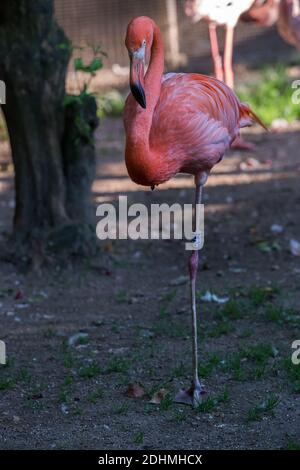 Der Amerikaner Flamingo Phoenicopterus Ruber steht auf einem Bein auf dem Masse Stockfoto