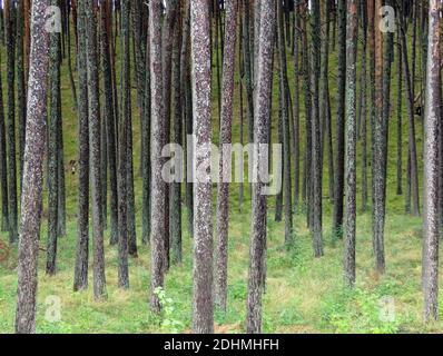 Schöne Mischkiefer und Laubwald, Litauen, Foto Bo Arrhed Stockfoto