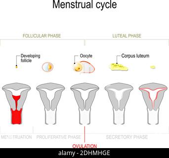 Menstruationszyklus. Ovarieller Zyklus: Follikuläre Phase und luteale Phase. Uteruszyklus: Sekretorische Phase, proliferative Phase und Menstruation. Vektor Stock Vektor