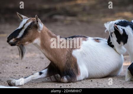 Heimische Ziege braun weiß Capra aegagrus hircus auf Kies liegen Boden mit einem anderen Ziegenkopf darauf Stockfoto