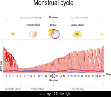 Menstruationszyklus. Ovarieller Zyklus: Follikuläre Phase und luteale Phase. Uteruszyklus: Sekretorische Phase, proliferative Phase und Menstruation. Vektor Stock Vektor