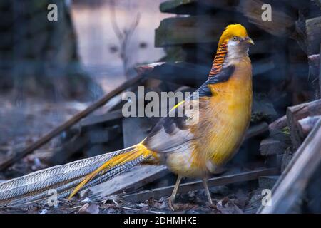 Golden Fasan gelbe Farbe Chrysolophus pictus Spaziergang in der Nähe eines Stapels Aus Holz Stockfoto