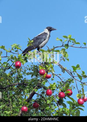 Krähe mit Kapuze (Corvus cornix), auf einem Apfelbaum Foto Bo Arrhed Stockfoto