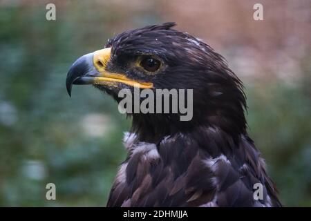 Tawny Eagle Aquila Rapax Gesicht Nahaufnahme Porträt aus Profil Stockfoto