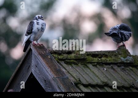 Zwei Tauben grau und weiß mit Flecken Columba Livia domestica Auf einem Dach einer alten Scheune Stockfoto