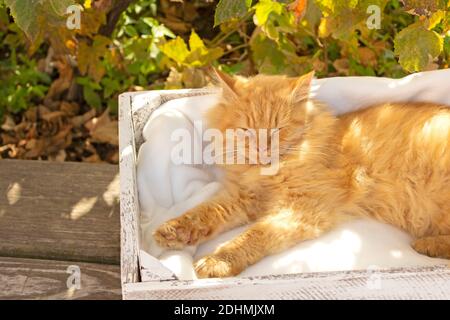 Die rote Katze schläft in ihrem weichen, gemütlichen Bett im Herbstgarten Stockfoto
