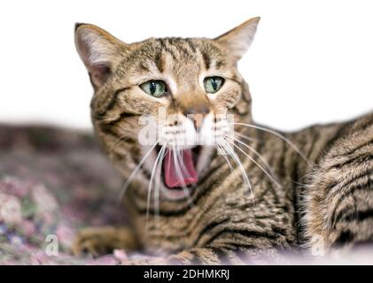 Ein braun Tabby inländischen Kurzhaarkatze gähnen mit seinen Mund weit geöffnet Stockfoto