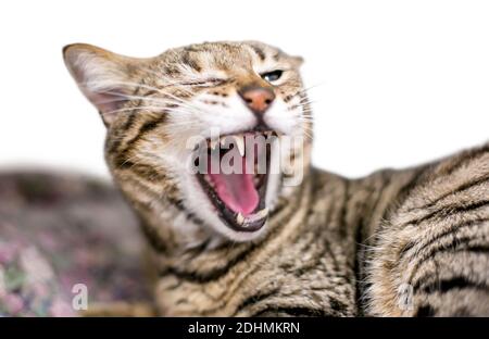 Ein braun Tabby inländischen Kurzhaarkatze gähnen mit seinen Mund weit geöffnet Stockfoto