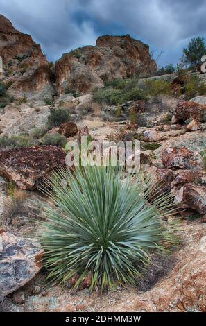 Wüstenlöffel (Dasylirion wheeleri) im Vorland dieser Landschaft aus der Wüste des Aberglaubens, Süd-Arizona Stockfoto