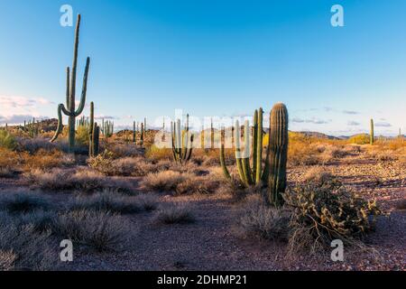Morgen im Organ Pipe Cactus National Monument, Süd Arizona. Stockfoto