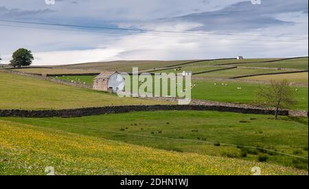 Schafe weiden auf Weiden mit traditionellen Steinhäusern in Teesdale in Englands North Pennines übersät. Stockfoto