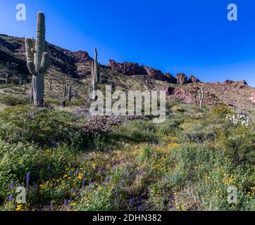 Blühende Wüste im Picacho Peak State Park (Arizona, USA) im März 2020. Stockfoto