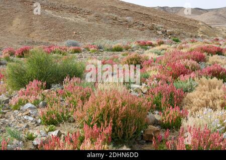 Knospensorrel (Rumex cyprius syn Rumex roseus). Nach einer seltenen Regenzeit in der Negev-Wüste, und Israel im Allgemeinen, eine Fülle von Wildblumen sp Stockfoto