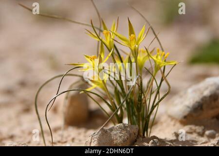 Gelbe Blüten blühen nach einer seltenen Regenzeit in der Negev-Wüste, Israel. Fotografiert in Wadi Zin, Negev, Israele, im März. Stockfoto