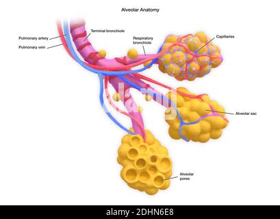 Illustration von menschlichen Alveolen. Die Alveolen sind Luftsäcke in der Lunge, an den Enden der Bronchiolen, die den Austausch von Kohlendioxid und Ochsen ermöglichen Stockfoto