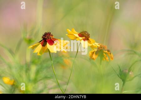 Gelb blühende Blüten mit braunen Herzen in einem Feld. Sonnenblume, 'Goldrausch' Helenium autumnale. Selektiver Fokus. Stockfoto