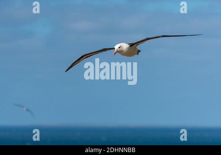 Schwarzbrauen-Albatross (Thalassarche melanophrys), Saunders Island, The Falklands. Stockfoto