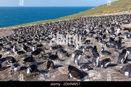 Kolonien von südlichen Steintrichter-Pinguinen gemischt mit blauäugigen Tüchern auf Saunders Island, den Falklands. Stockfoto