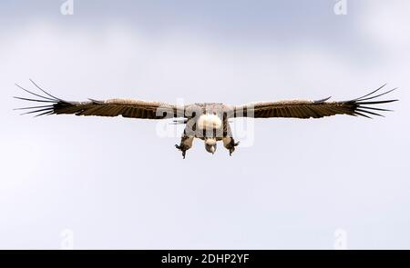 Ruppells Gänsegeier (Gyps ruppellii) auf der Flucht in Maasai Mara, Kenia. Stockfoto