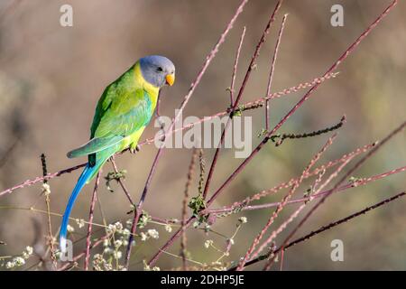 Weibchen von Pflaumenkopf-Sittich (Psittacula cyanocephala) Fütterung von kleinen Samen in den dichten Büschen im Pench National Park, Madhya Pradesh, Indien. Stockfoto